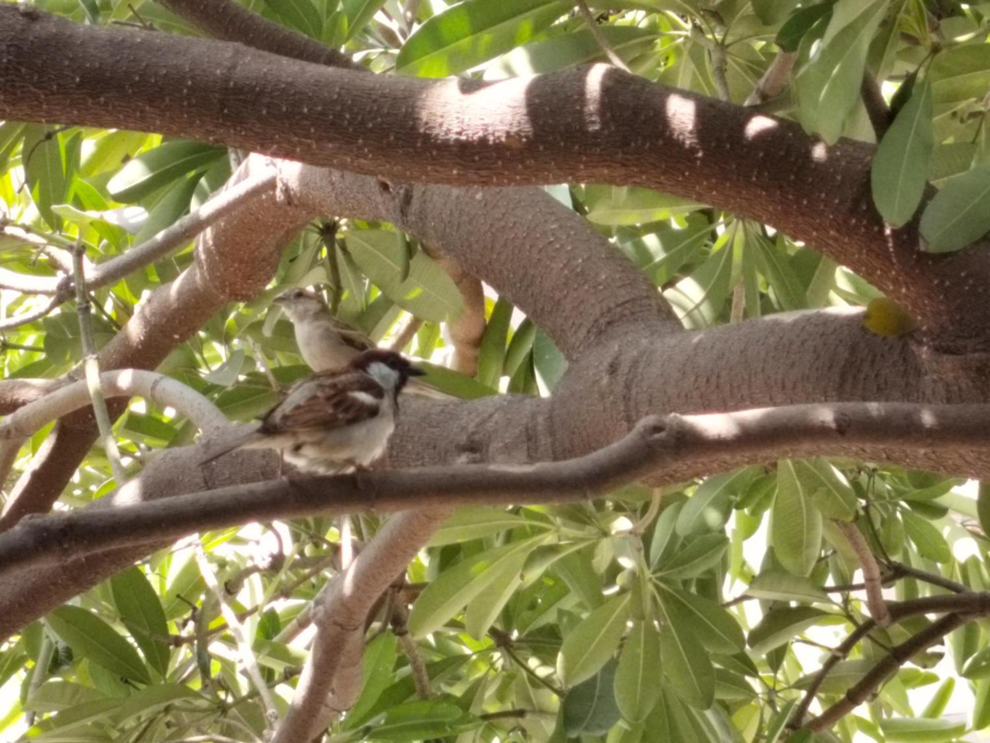 Kishan Home Stay Mathura Eksteriør bilde